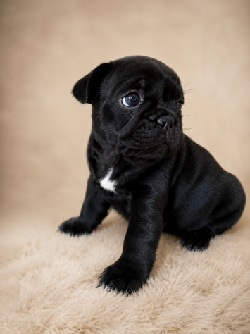 Ultime 2 cucciole di Bulldog Francese disponibili. - Foto 4