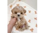 maltipoo