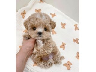 maltipoo