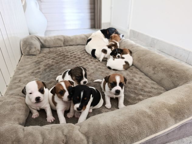 Cuccioli di jack Russell
