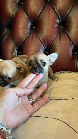 Cucciolo di chihuahua