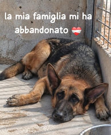 ALEX PASTORE TEDESCO 7/8 ANNI - Foto 4