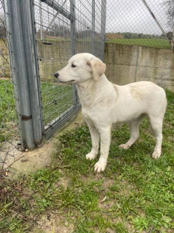 GIGIA E GIORGIA DOLCI E AFFETTUOSE CAGNOLINE IN ADOZIONE - Foto 5