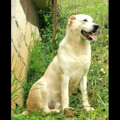 LIBECCIO bravo e pacato, aspetta una famiglia, cane in adozione - Foto 2