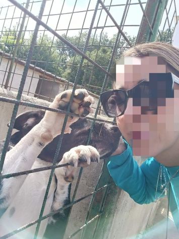 SILVESTRO DESIDERIO DI CAREZZE CANE IN ADOZIONE - Foto 4