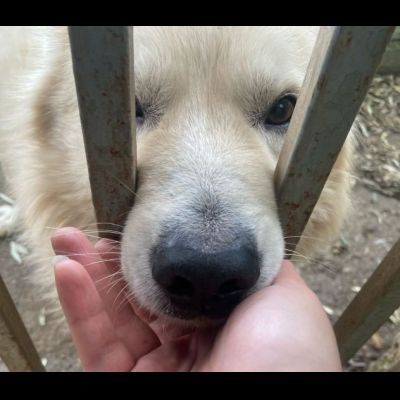 RUNNER un tesoro speciale, cerca casa CANE IN ADOZIONE - Foto 5