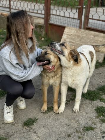 ANNIE, cucciola mix PASTORE TEDESCO! Stupenda - Foto 8