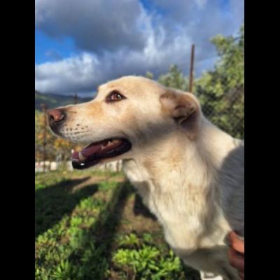 CORBINA MAGNIFICO CARATTERE CANE IN ADOZIONE - Foto 2