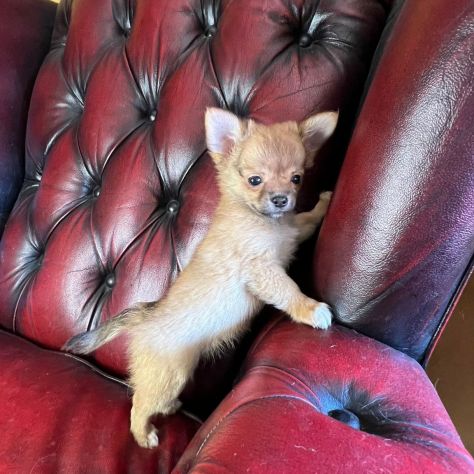 Chihuahua cucciolo - Foto 3
