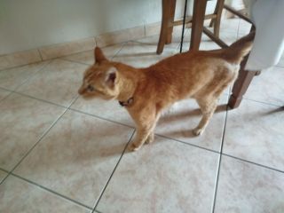 Gatto rosso in regalo