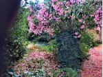 Livorno quartiere La Scopaia terra tetto con giardino