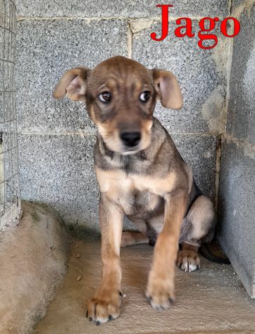 Aron e Jago cuccioli dolcissimi in adozione - Foto 4
