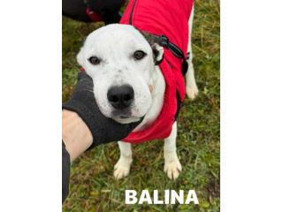 BALINA, cucciola mix DOGO ARGENTINO. Tenerissima!!