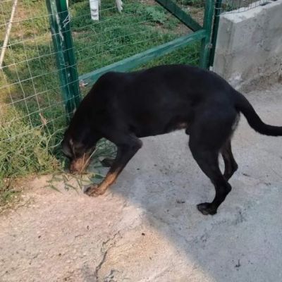 ULISSE UN MIRACOLO D'AMORE CANE IN ADOZIONE - Foto 6
