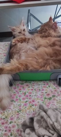 Maine coon - Foto 3