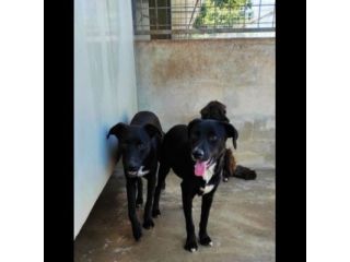 RAOUL TENERO CAGNOLINO IN ADOZIONE