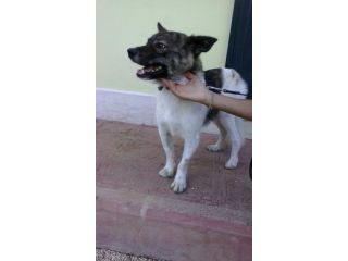 IRON, cagnolino giovane e dolce
