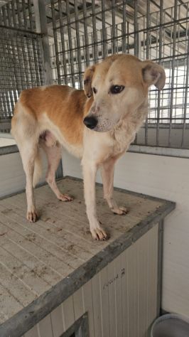 Gerry: equilibrato, docile, socievole - Foto 3