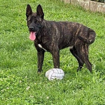 BLACK SALVIAMOL DAL CANILE CANE IN ADOZIONE - Foto 5