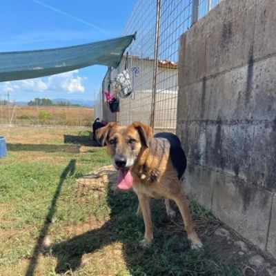 BEA INVISIBILE TRA I TANTI, TENERISSIMA E PACATA CAGNOLINA IN ADOZIONE TG MEDIA - Foto 8