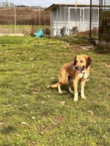 Zelda in adozione - Foto 5