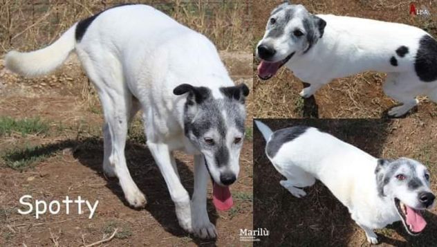 EMERGENZA Cani anziani anche il NIENTE per loro è TUTTO, Aiutateci a salvarli - Foto 2