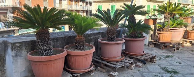 Cycas affare - Foto 8