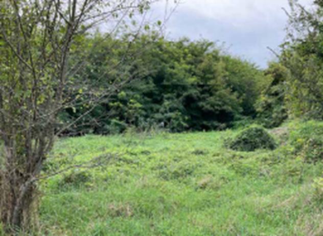 Immobile in asta di 49900 m² in vendita a Mantova - Foto 3