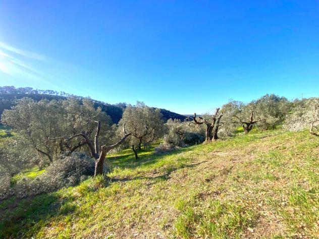 Terreno edif. residenziale in vendita a Riparbella 6500 mq Rif: 1409836 - Foto 7
