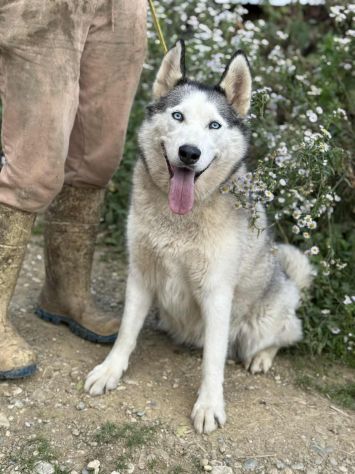CINDY, splendida HUSKY cerca famiglia! - Foto 8