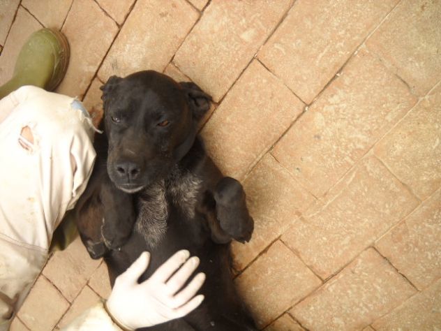 RUMBA, labrador in cerca di casa - Foto 2