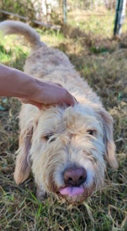 Trullo lagotto - Foto 6