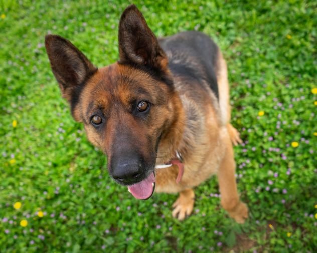 LAIKA, MERAVIGLIA FATTA CANE - Foto 2