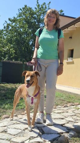 Wilson, 3 anni buono e simpatico - Foto 2