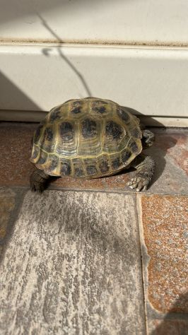 Testudo horsfieldii - Foto 2