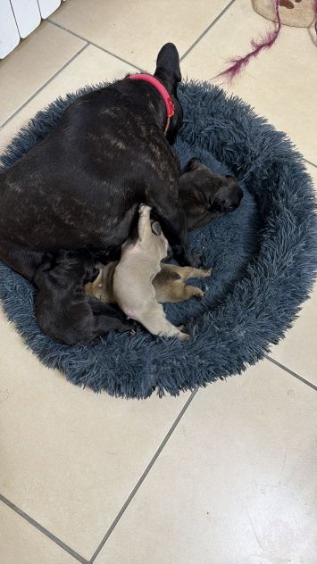 Cuccioli bulldog francesi
