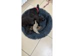 Cuccioli bulldog francesi