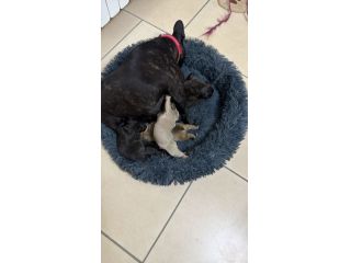 Cuccioli bulldog francesi