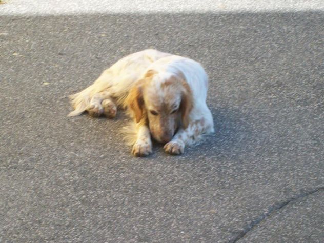 GORO E PIRU', splendidi cani in pericolo! - Foto 6