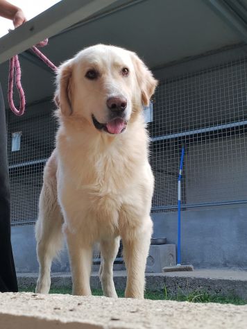 VITO MIX GOLDEN CANE IN ADOZIONE - Foto 4