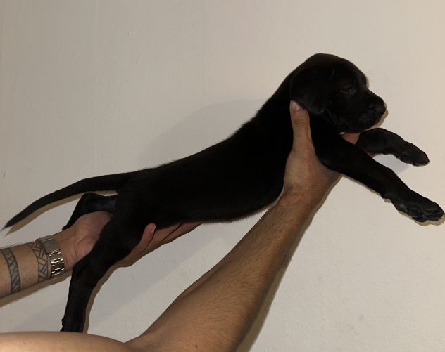 🐾Cuccioli di cane corso in cerca di una famiglia 🐾 - Foto 9