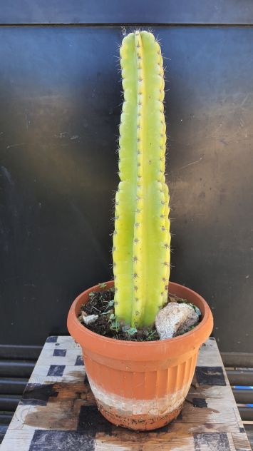 Cactus Piante Grasse Bonsai - Cereus Peruvianus - Foto 3