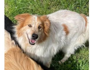 MATTIA ADORABILE CANE IN ADOZIONE