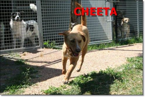 CHEETA, una super cagnolina - Foto 5