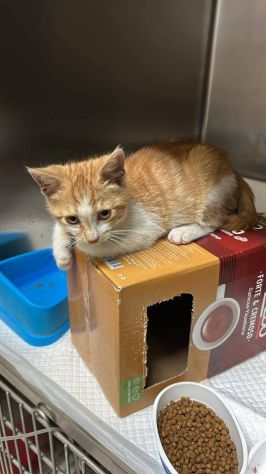 Chicco gattino - Foto 2