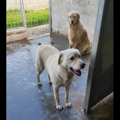 MAVI DOLCE E DISCRETA CAGNOLINA IN ADOZIONE - Foto 3