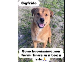 SIGFRIDO DOLCISSIMO CANE IN ADOZIONE