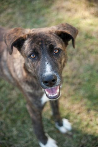 LA DOLCEZZA DI GIULIO, CANE IN ADOZIONE