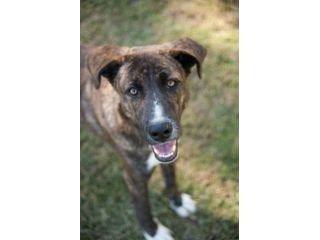 LA DOLCEZZA DI GIULIO, CANE IN ADOZIONE