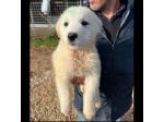 MIRKO DELIZIOSO CUCCIOLO IN ADOZIONE